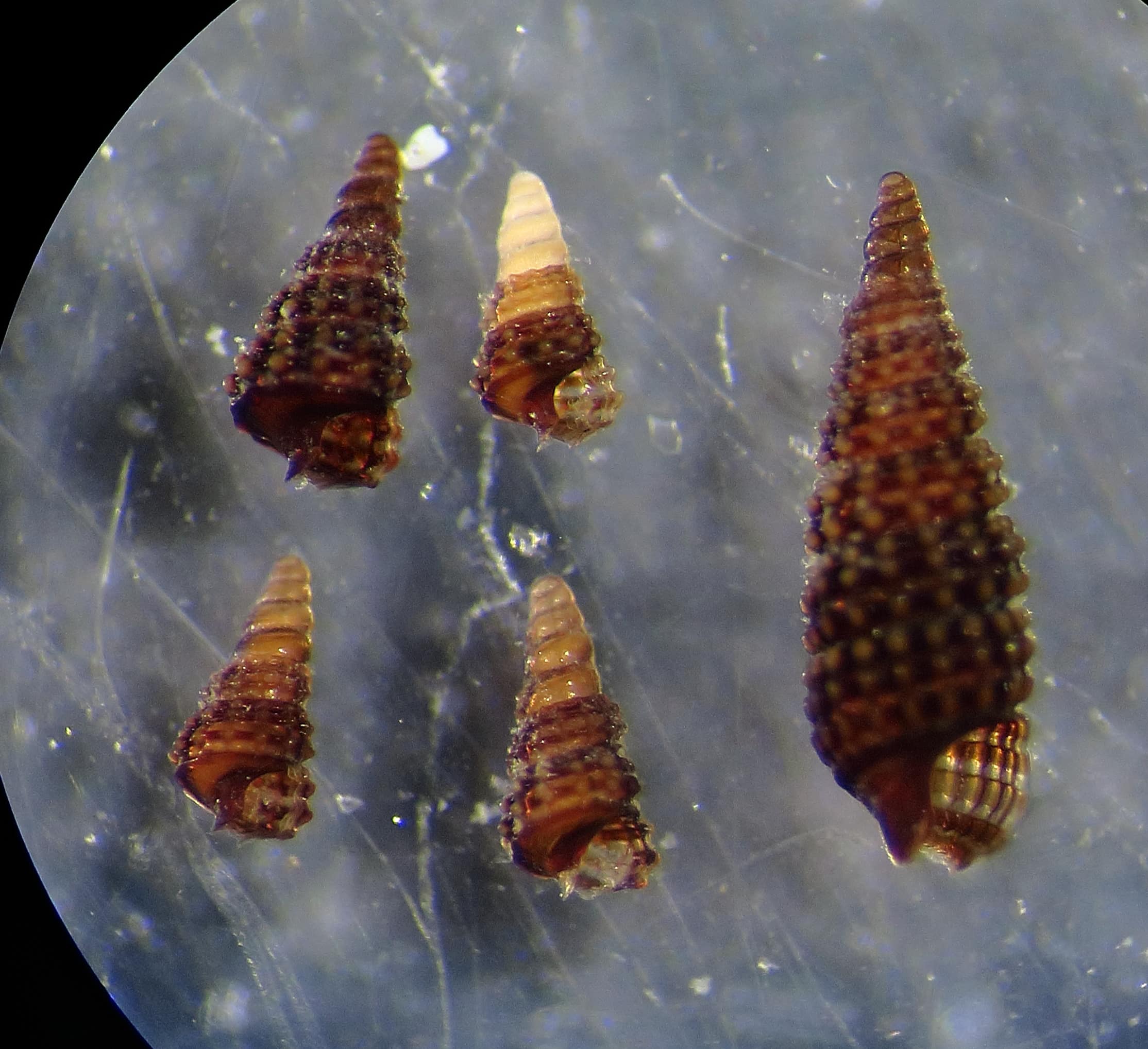 Cerithiopsis da ID